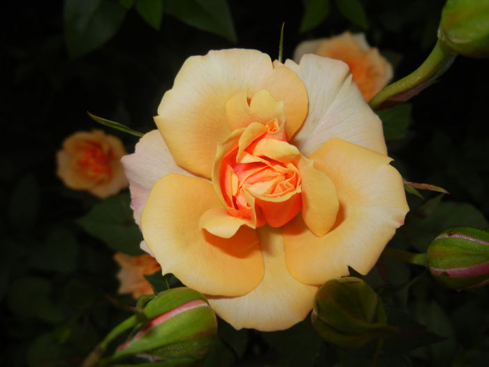 Orange Miniature Rose (2014, May 27)