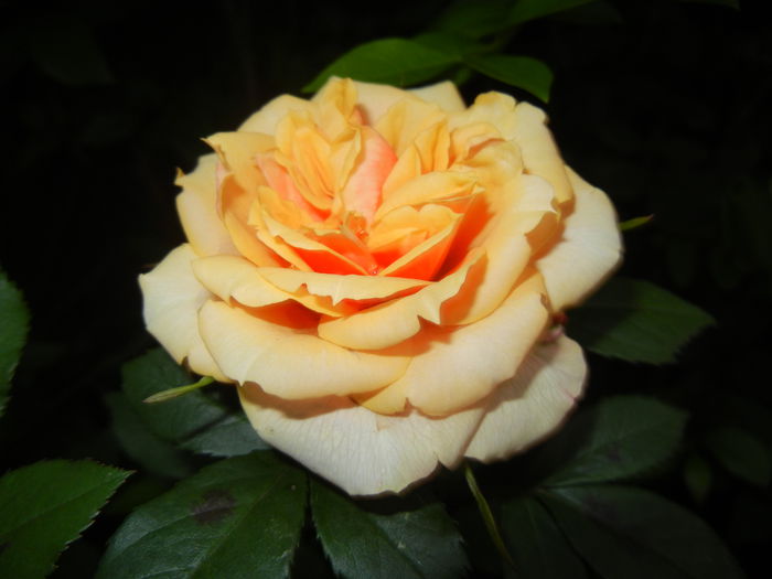 Orange Miniature Rose (2014, May 27)