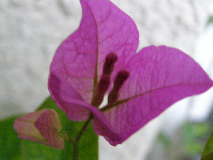 PA160096 - Bougainvillea