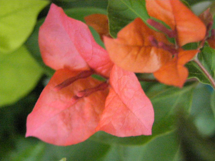 PA160105 - Bougainvillea