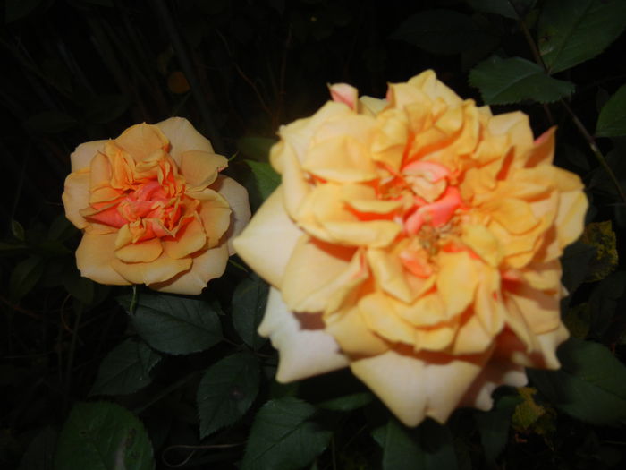 Orange Miniature Rose (2014, May 28)