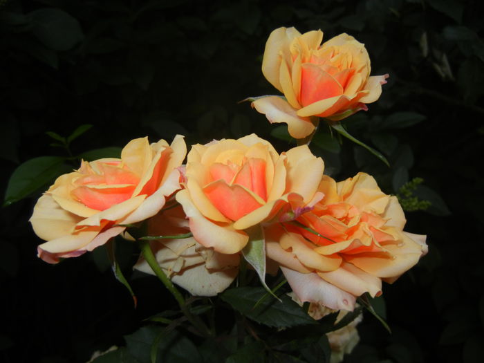 Orange Miniature Rose (2014, June 07)