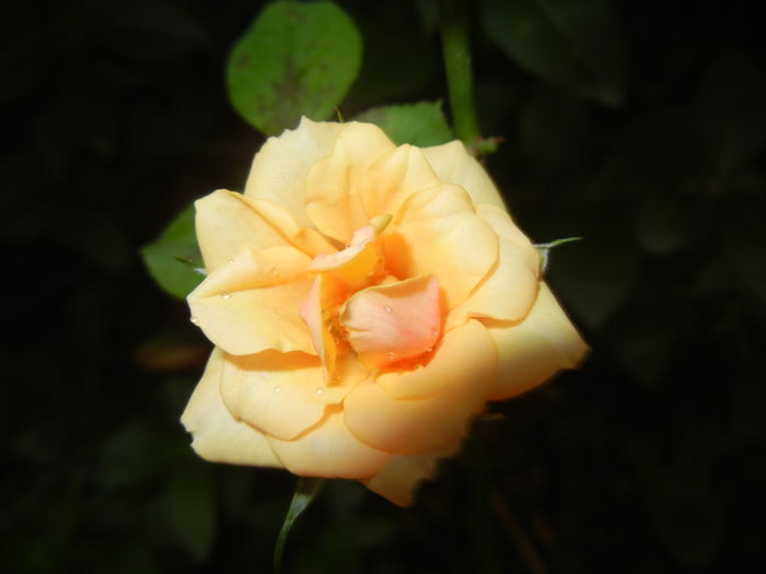 Orange Miniature Rose (2014, July 29)