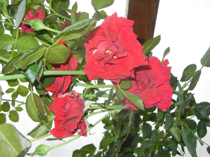 Rose Blaze Superior (2014, Sep.15) - Rose Blaze Superior