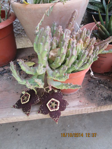 001 - cactusi