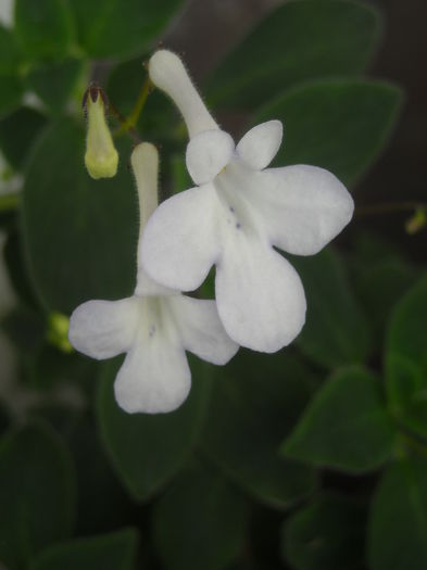  - 0 Zambetul florilor