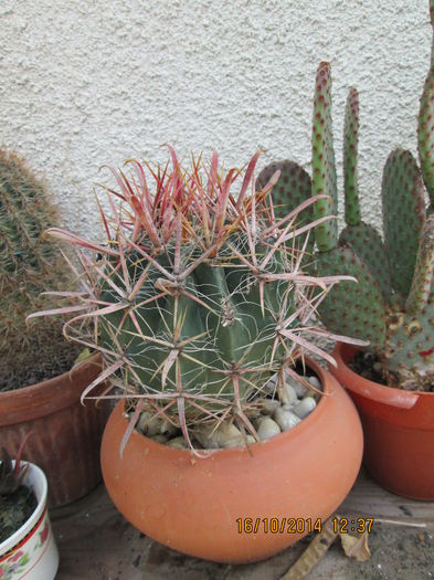003 - cactusi