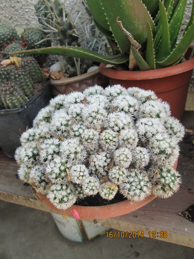 Mammillaria gracilis - cactusi
