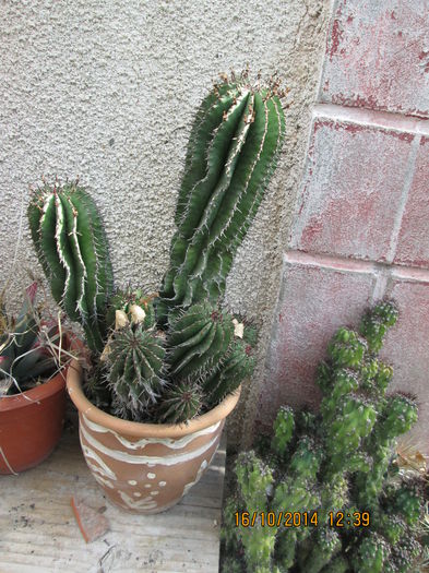 007 - cactusi