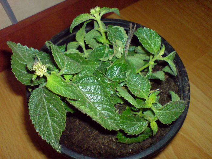 DSC00840 LANTANA; LANTANA
