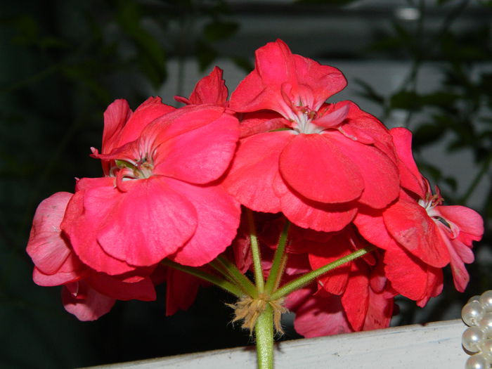 DSCN1032