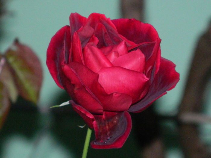DSCN1049