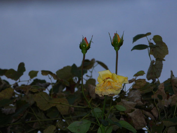 DSCN1066 - OCTOMBRIE_2014