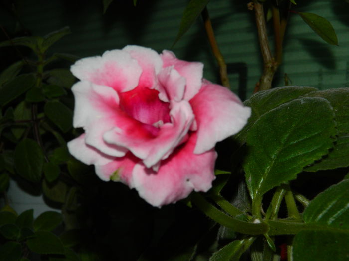 DSCN1085 - OCTOMBRIE_2014