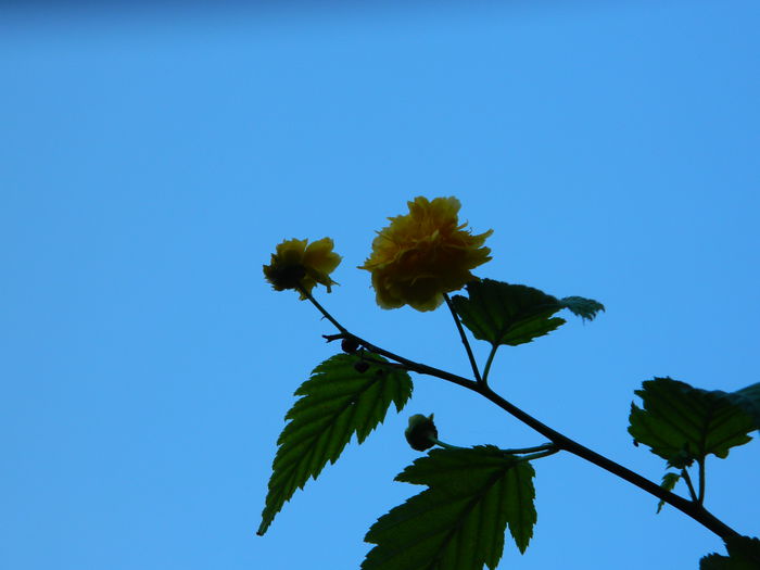 DSCN1107 - OCTOMBRIE_2014