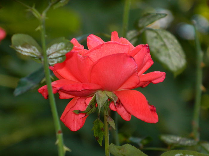 DSCN1111