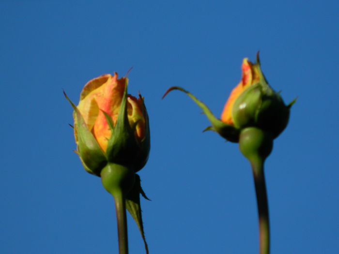 DSCN1119 - OCTOMBRIE_2014