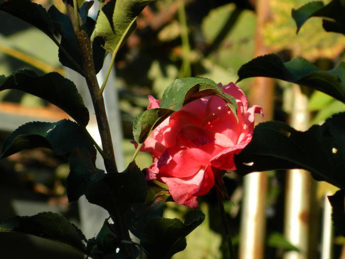 DSCN1138