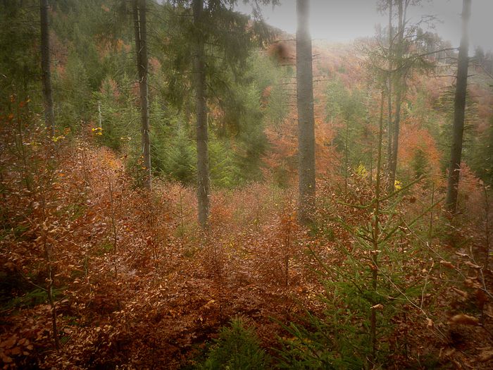 toamna padure valea Gutanului; Bucegi
