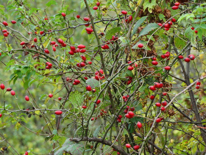 DSC00101