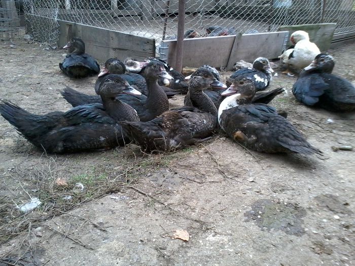  - K- Rate lesesti 2014