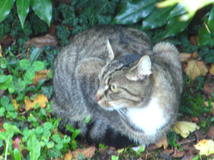 prietena lui Lily - Diverse 3 - Diverse