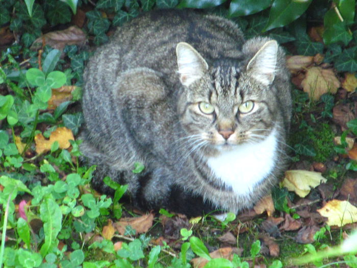 prietena lui Lily - Diverse 3 - Diverse