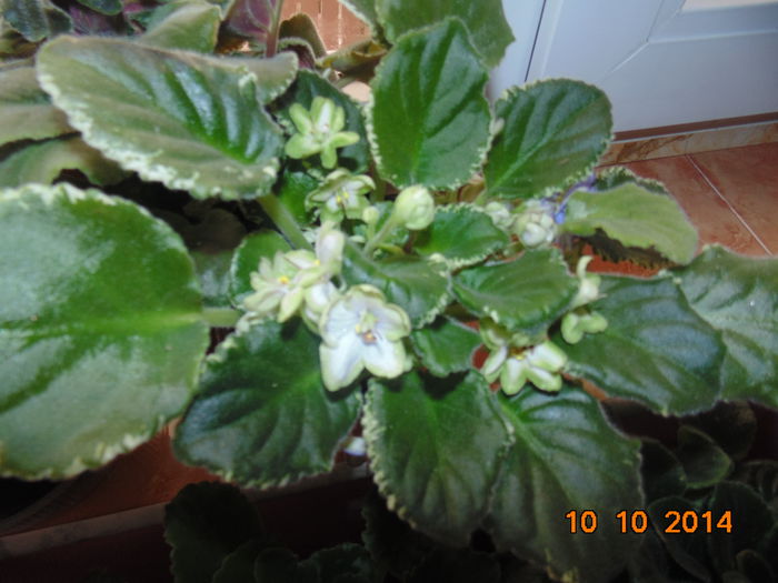 DSC05608 - Florile mele 2