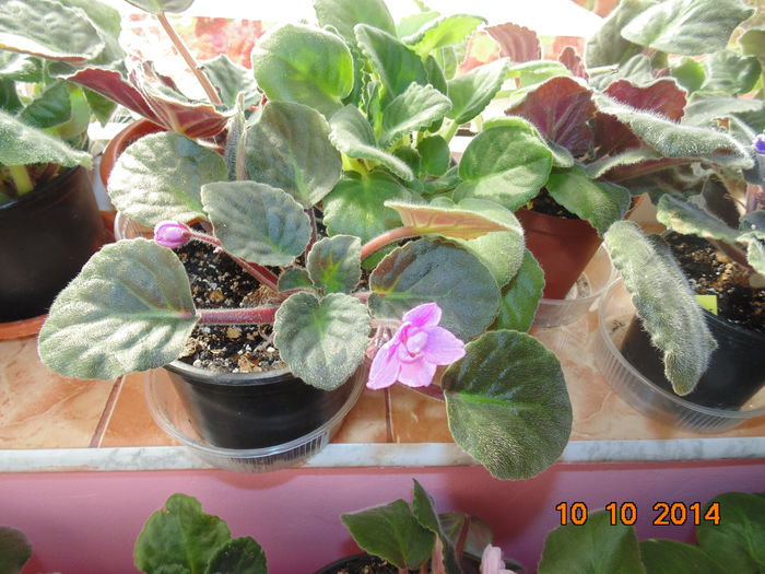 DSC05613 - Florile mele 2
