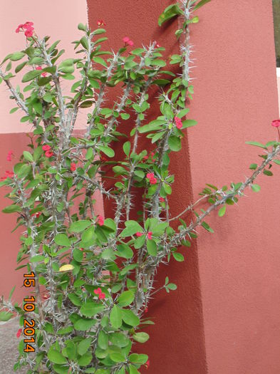 DSC05639 - Florile mele 2