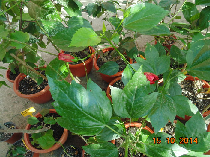 DSC05650 - Florile mele 2