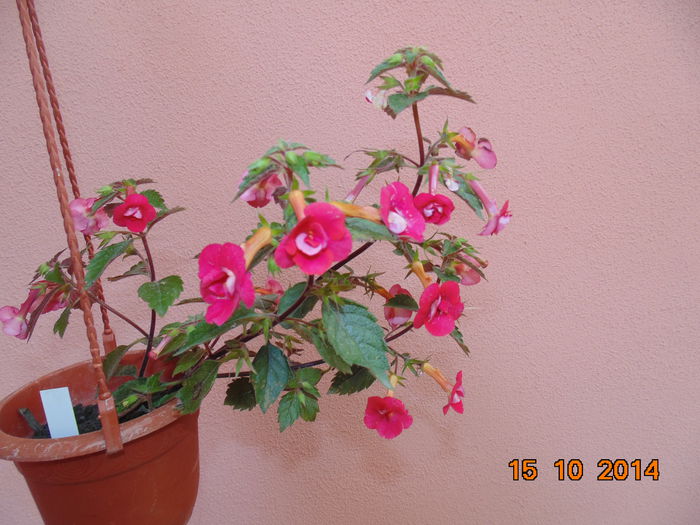 DSC05653 - Florile mele 2