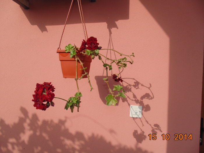 DSC05655 - Florile mele 2