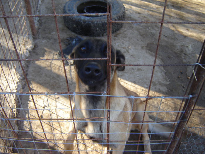 DSC08614 - malinois ciobanesc belgian