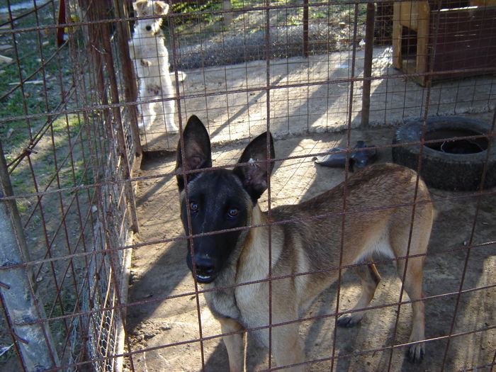 DSC08616 - malinois ciobanesc belgian