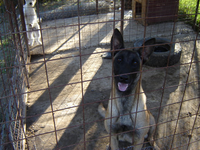 la 1 an - malinois ciobanesc belgian