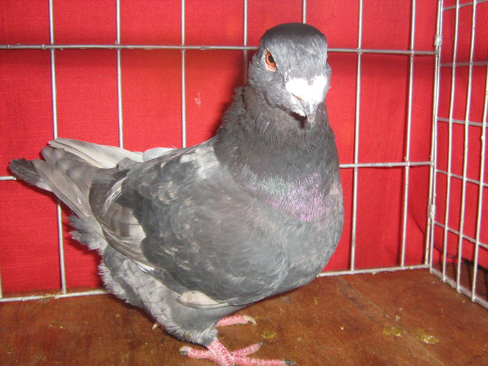 Vandut