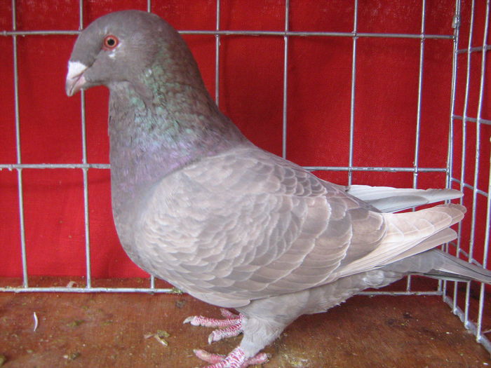 Vandut