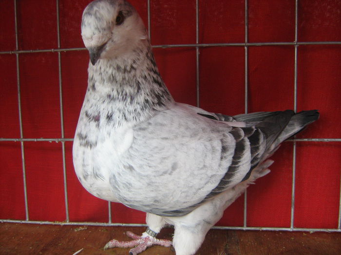 Matca