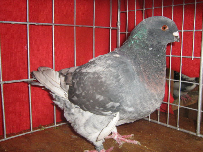 Vandut
