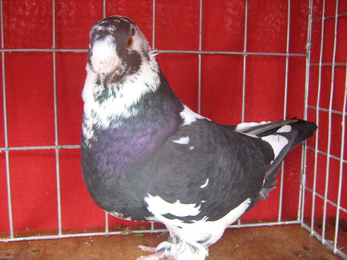 Matca