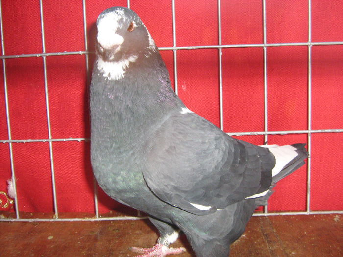 Vandut