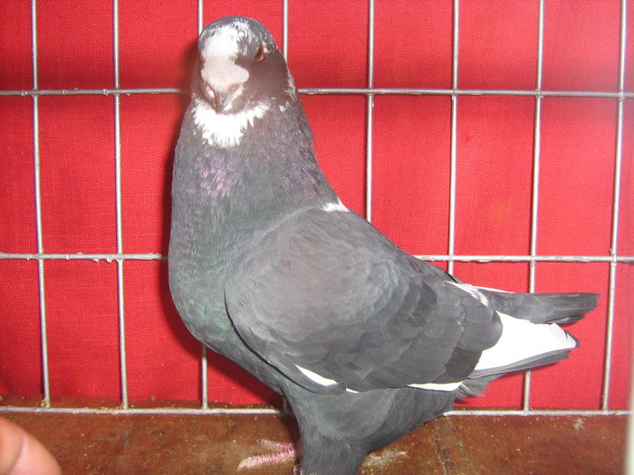 M-2014