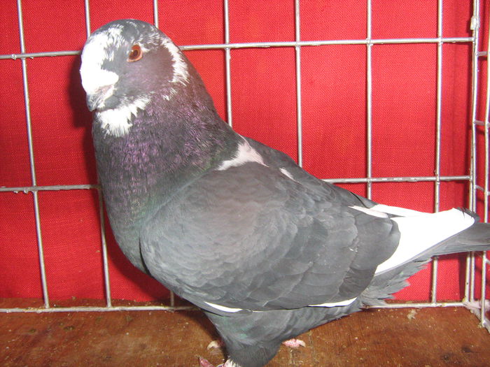 Vandut