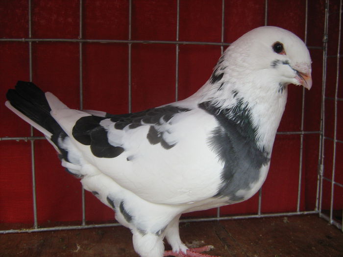 Matca