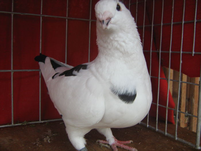 Matca