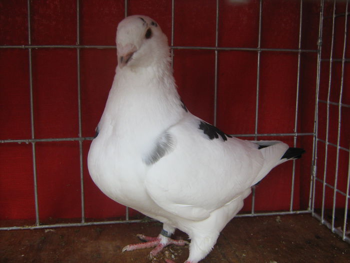 Matca