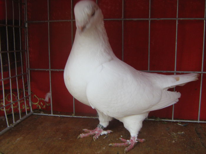 Vandut