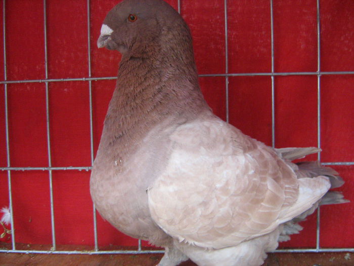 Matca