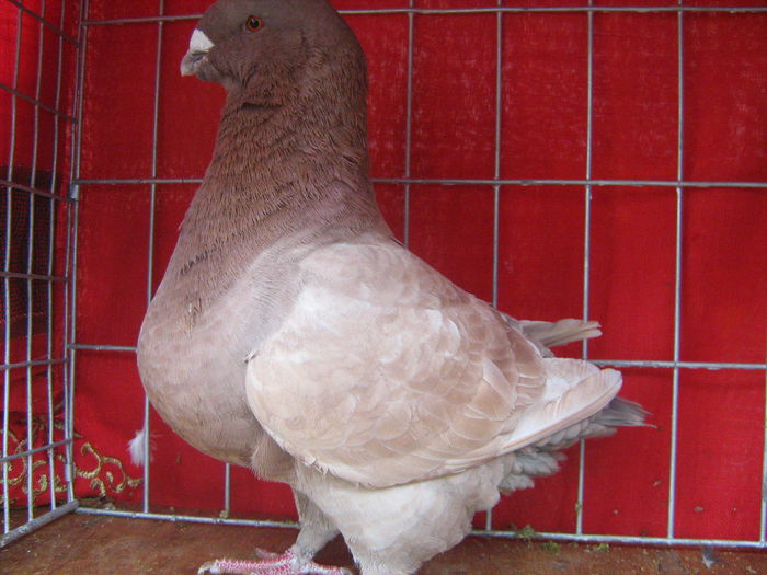 Matca - 1-AMERICAN GIANT HOMER PUI 2014